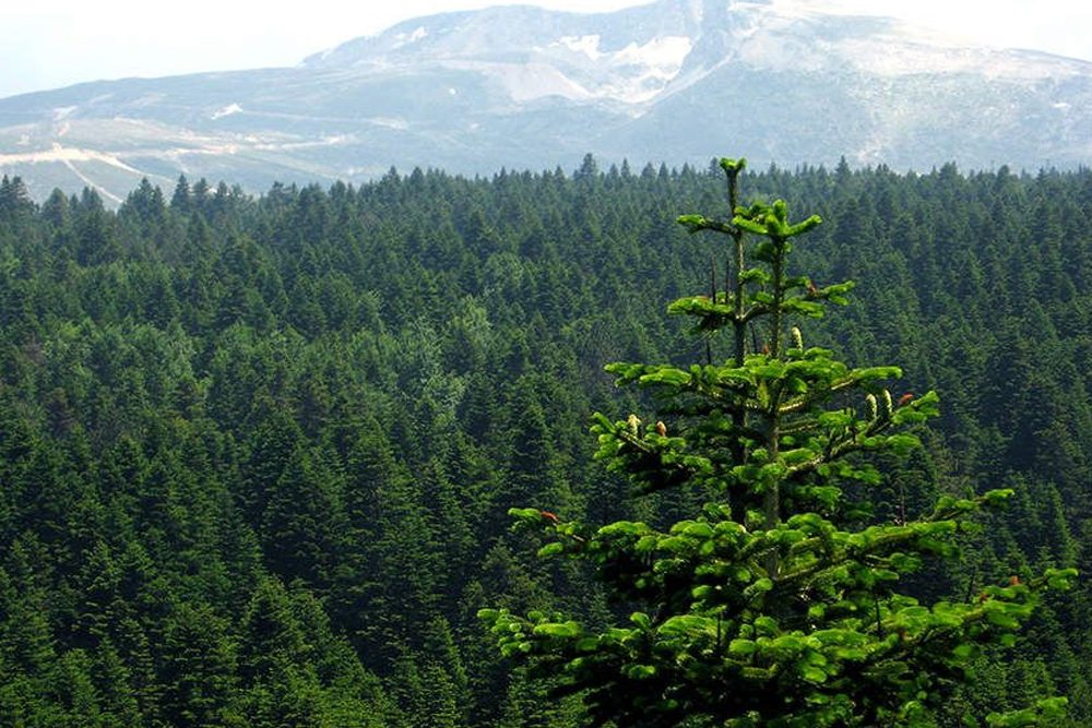 Foret de sapins