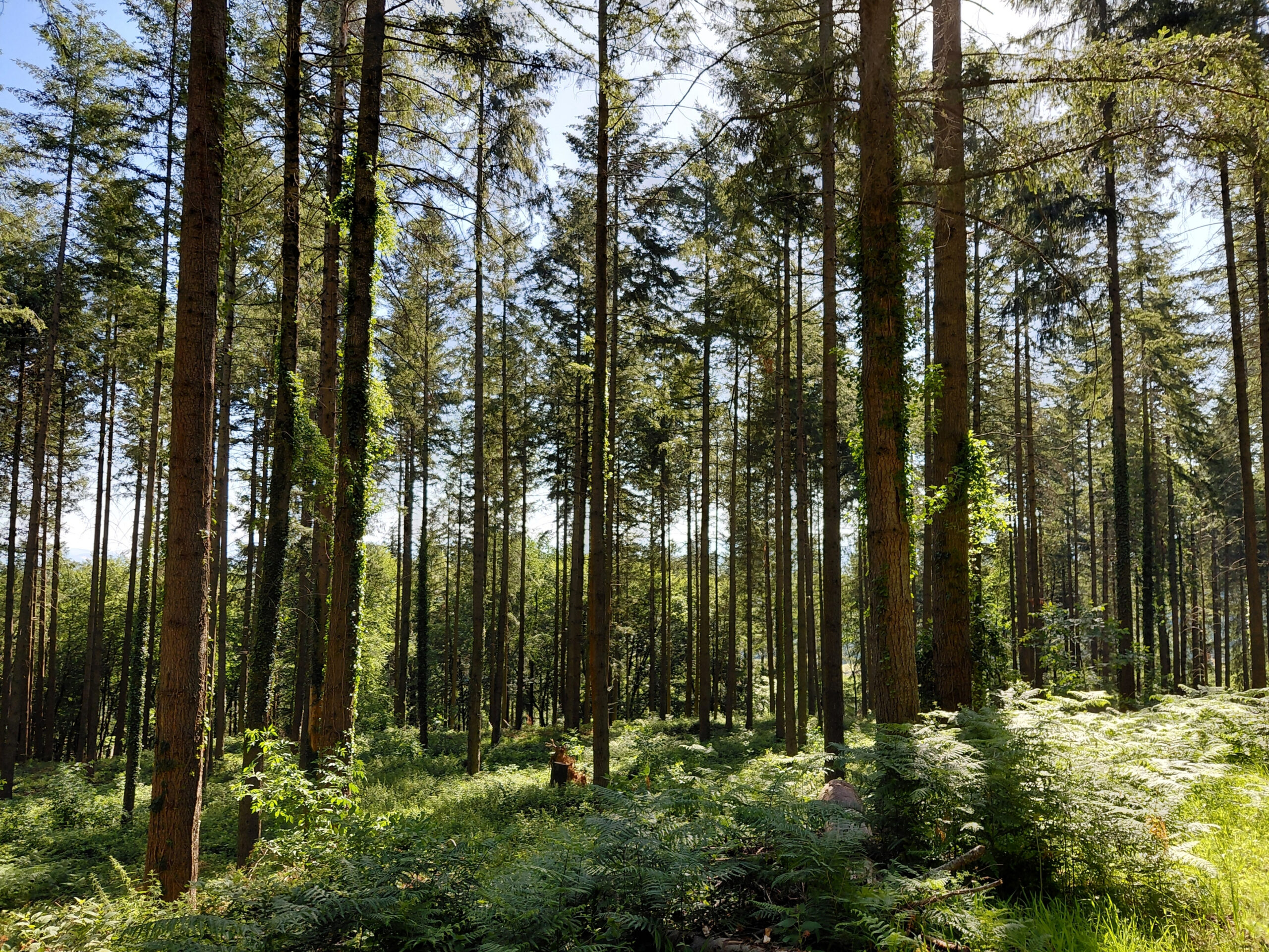 Forêt de Puivert_projet AXAT